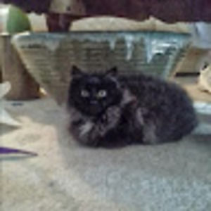 Meet your Posher, Patty